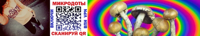 магазин  наркотиков  Дербент  Галлюциногенные грибы Psilocybine cubensis 